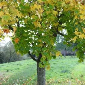 Norway Maple (Acer platanoides) 1